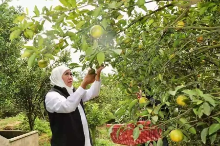 Kawasan Wisata Petik Jeruk 55, Alternatif Destinasi Jalan-jalan di Kota Batu Gubernur Khofifah saat berkunjung di Wisata Petik Jeruk 55 berlokasi di Desa Punten, Kecamatan Bumiaji, Kota Batu.