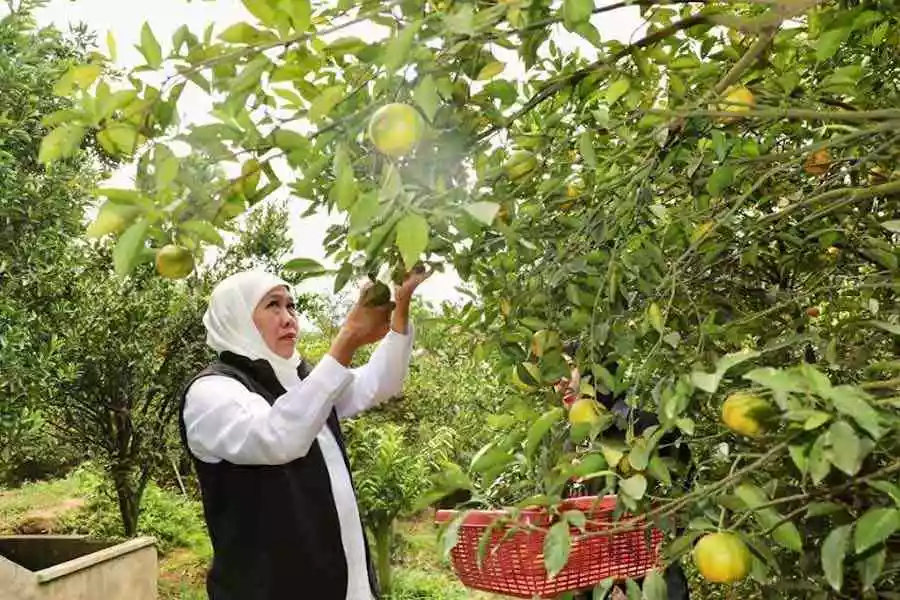 Kawasan Wisata Petik Jeruk 55, Alternatif Destinasi Jalan-jalan di Kota Batu Gubernur Khofifah saat berkunjung di Wisata Petik Jeruk 55 berlokasi di Desa Punten, Kecamatan Bumiaji, Kota Batu.