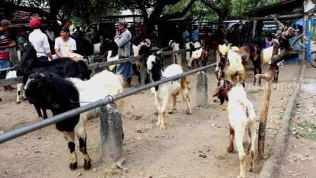 Kurban dan Aqiqah Ternyata Berbeda, Ini Penjelasan Lengkapnya