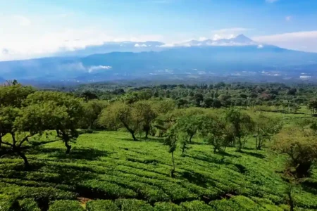 Kebun Teh Wonosari di lereng Gunung Arjuna (foto: istimewa)