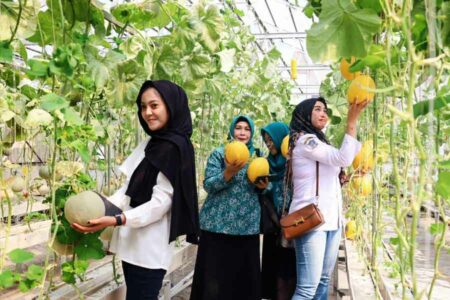 Panen ketiga budi daya melon Kelompok Tani Caping Kota Surabaya