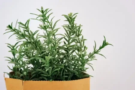 Kenali Resistensi Aedes Aegypti, Nyamuk Pembunuh di Sekitar Kita Daun tanaman rosemary, selain memperindah rumah juga efektif mengusir nyamuk (foto: Zé Maria/unsplash)