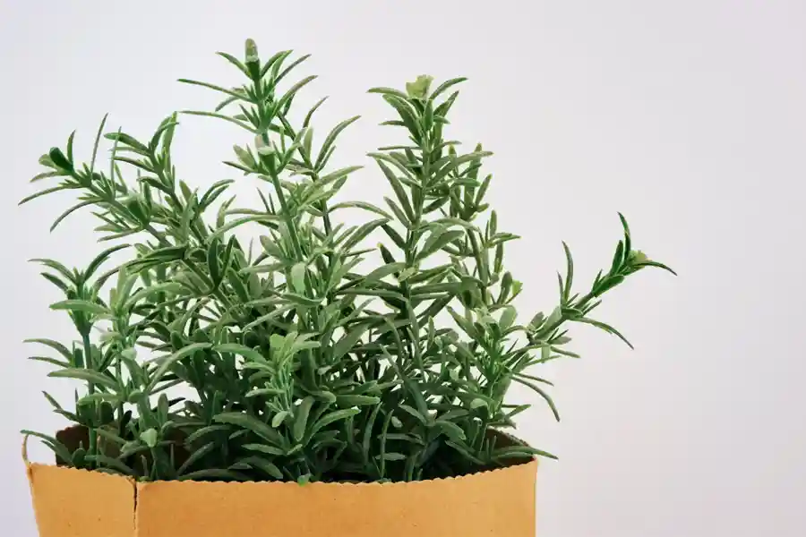 Ingin rumah yang Nyaman untuk Keluarga? Mungkin Anda Butuh Ini Daun tanaman rosemary, selain memperindah rumah juga efektif mengusir nyamuk (foto: Zé Maria/unsplash)