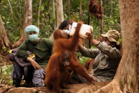 PT Pertamina Hulu Indonesia dan BOSF Lanjutkan Kerja Sama Pelestarian Orangutan di Kalimantan Timur Dukungan PHI terhadap pelestarian orangutan telah berlangsung sejak tahun 2021