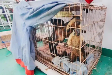 Satwa dilindungi yang akan diselundupkan di area labuh jangkar Perairan Sunda Kelapa, Jakarta Utara.