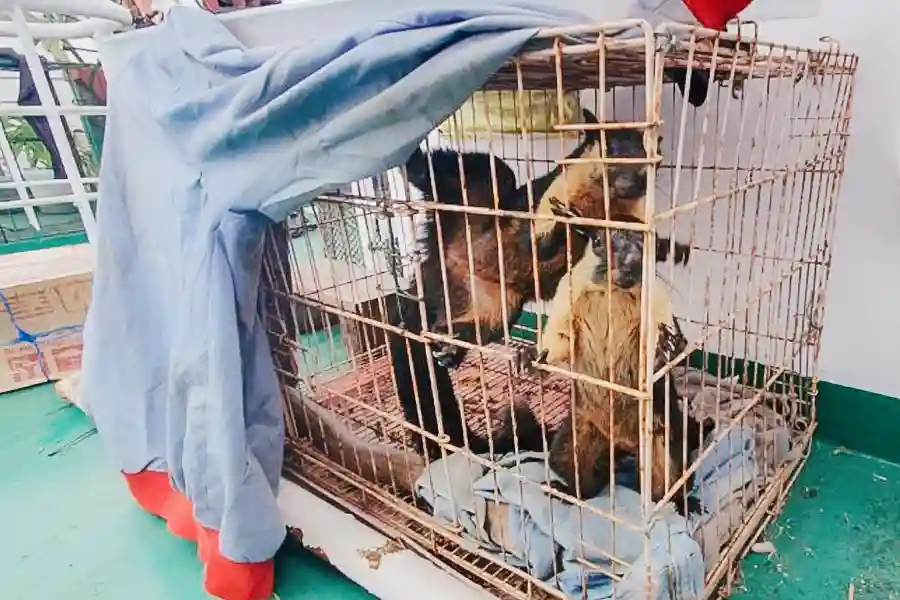 Satwa dilindungi yang akan diselundupkan di area labuh jangkar Perairan Sunda Kelapa, Jakarta Utara.