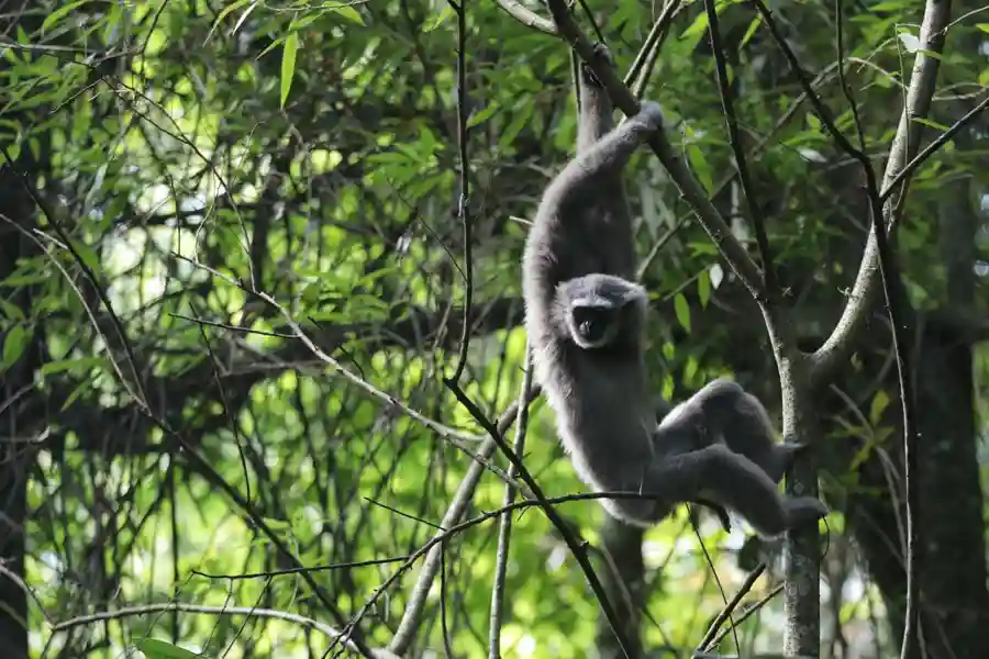 Pertamina dan Yayasan Owa Jawa Bersinergi Selamatkan Primata Langka di Gunung Puntang Pelepasliaran owa Jawa ke habitat aslinya di Gunung Puntang