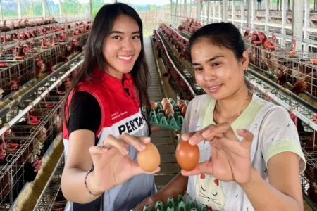 Omzet Program Ayam Petelur Inisiasi PEPC Tembus Rp 70 Juta per Bulan