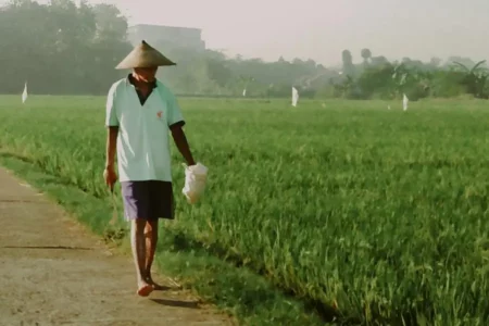 Ilustrasi petani Indonesia (foto: Ahmad Alfian, pexels)