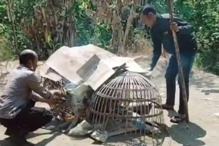 Polsek Jetis Gerebek Arena Judi Sabung Ayam, Masyarakat Mojokerto Resah Petugas saat membongkar lokasi yang diduga arena judi sabung ayam