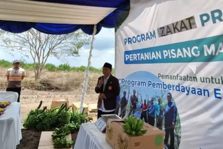 Realisasi Program Zakat Produktif, YDSF Sukses Panen Pisang di Banyuwangi