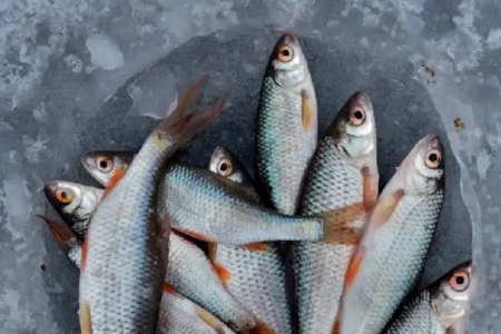 Bank Indonesia: Inflasi Oktober 2024 Terjaga Sesuai Target Ilustrasi perdagangan ikan segar (foto: Alexander Zvir/pexels)