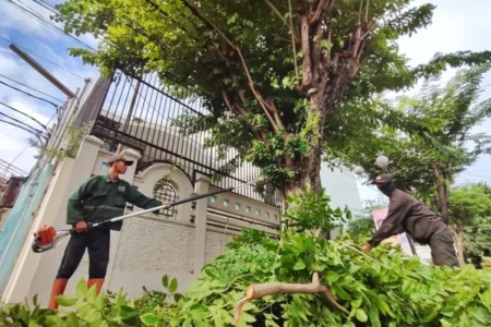 Pemkot Surabaya Gencarkan Perantingan Pohon Cegah Pohon Tumbang di Musim Hujan Pelaksanaan program perantingan Pemkot Surabaya