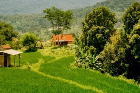 Sawah di Selotapak, Mojokerto (foto: Salman Rameli, unsplash)