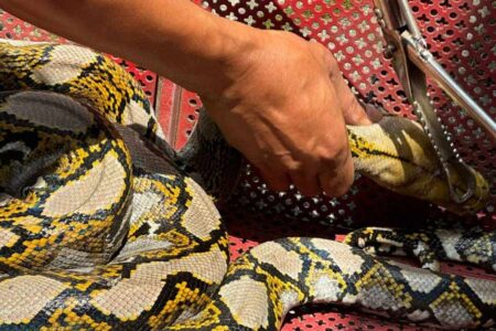 Salah satu ular sanca kembang yang diserahkan pada BBKSDA Jawa Timur