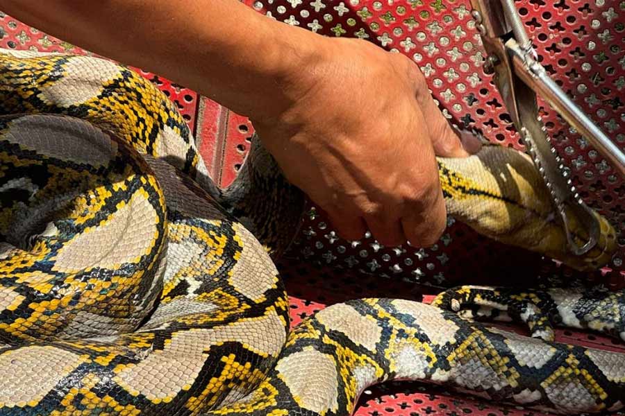 Tiga Ular Sanca Kembang Diserahkan ke BBKSDA Jatim, Kesadaran Konservasi Masyarakat Meningkat Salah satu ular sanca kembang yang diserahkan pada BBKSDA Jawa Timur