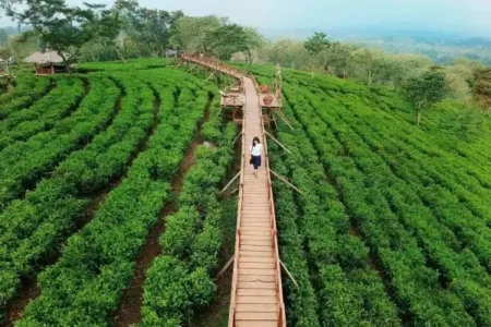 Mau Liburan Murah dan Sejuk? Ini 3 Kebun Teh Estetik di Jawa Timur