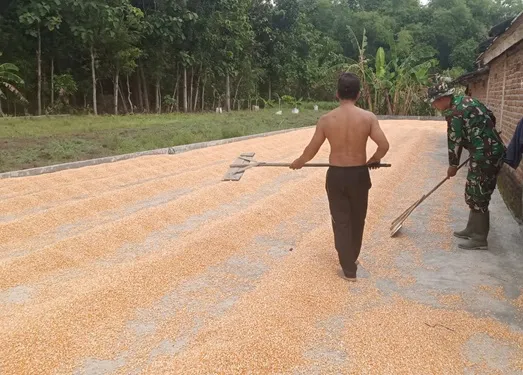 Menjemur Jagung, Membangun Harapan: Koptu Widodo dan Warga Kromong Jombang Bersatu TNI dan petani