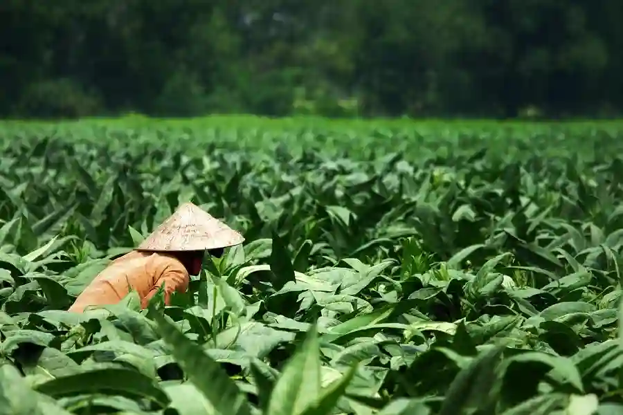 Tarif Cukai Rokok 2026 Tak Naik, Pemerintah Dukung Daya Saing Industri Dalam Negeri Ilustrasi petani tembakau (foto: Pix-Off/pixabay)