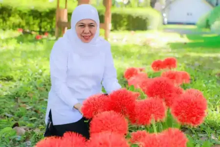 Gubernur Jatim Khofifah kagumi keindahan Bunga Desember di Bondowoso. Flora langka ini mekar 2 bulan dengan warna merah menyala.